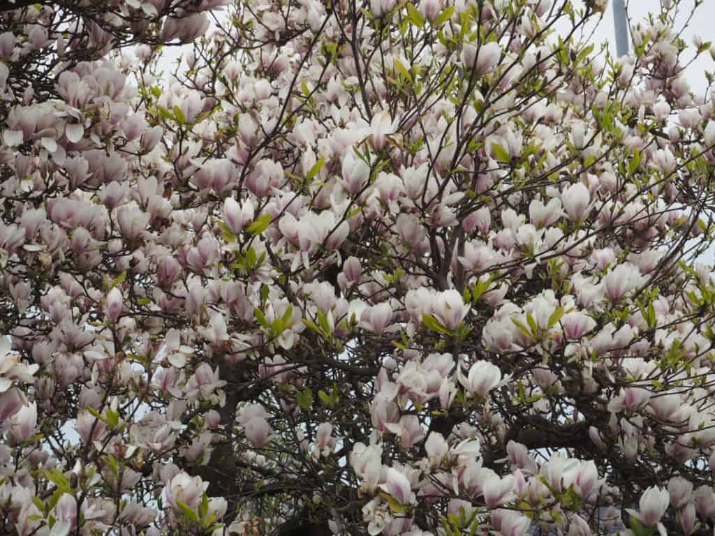 Blomstrende magnoliatræ