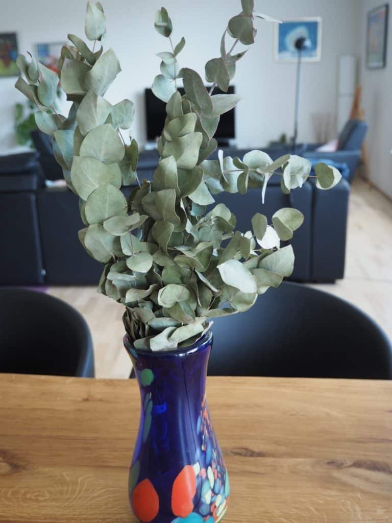 Eucalyptus gør sig også godt som en buket i en vase
