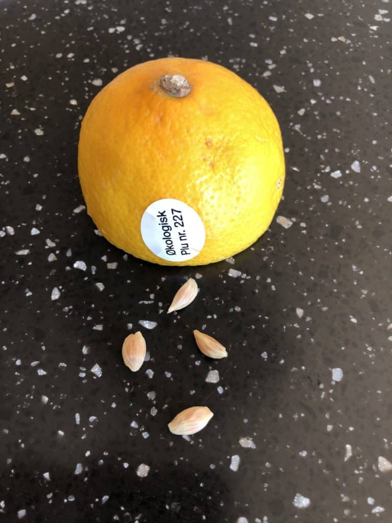 De her 4 citronkerner skulle gerne blive til citrontræer