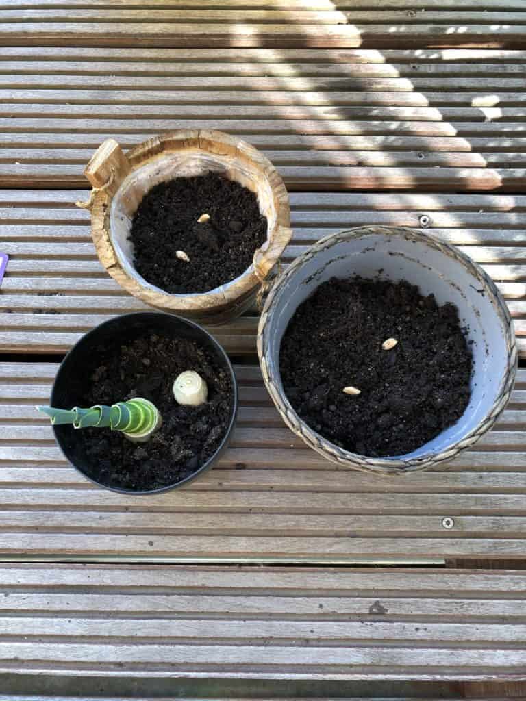 Porre og forårsløg på vej og citronkerner til gendyrkning