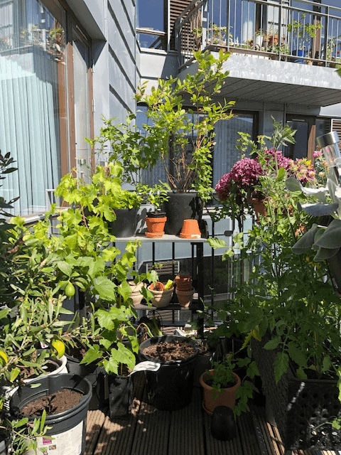 9 sjove facts om mig #3 - en del af vores planter på terrassen