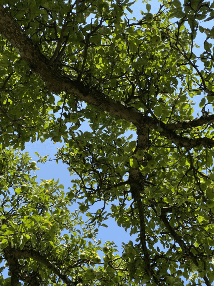 Et kig op mellem æblegrene på en blå himmel