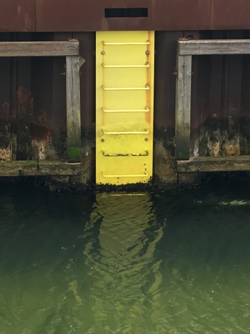 Der er gule stiger rundt om i havnebassinerne