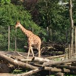 Fik sagt hej til en giraf i Odense Zoo