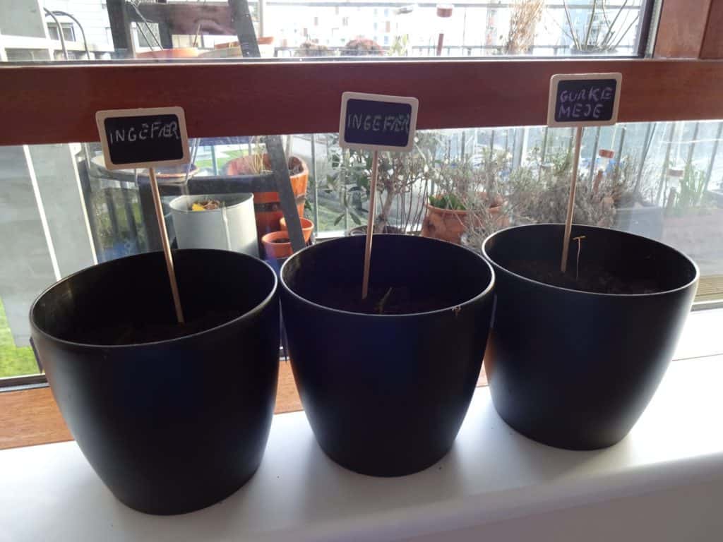 Ingefær og gurkemeje i min vindueskarm