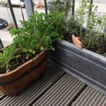 Krydderurter på vores lille terrasse - med luft