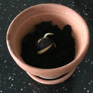 Så blev det tid til at at plante den spirende avocado sten i en potte