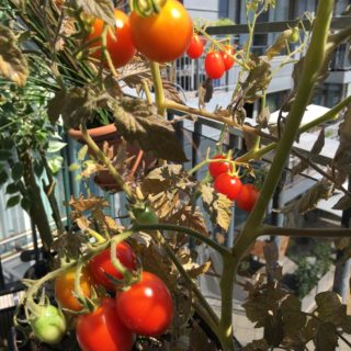 Tomater i hele farveskalaen