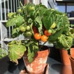Vores lille tomatplante