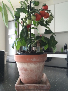 Grow and pick tomato in your kitchen