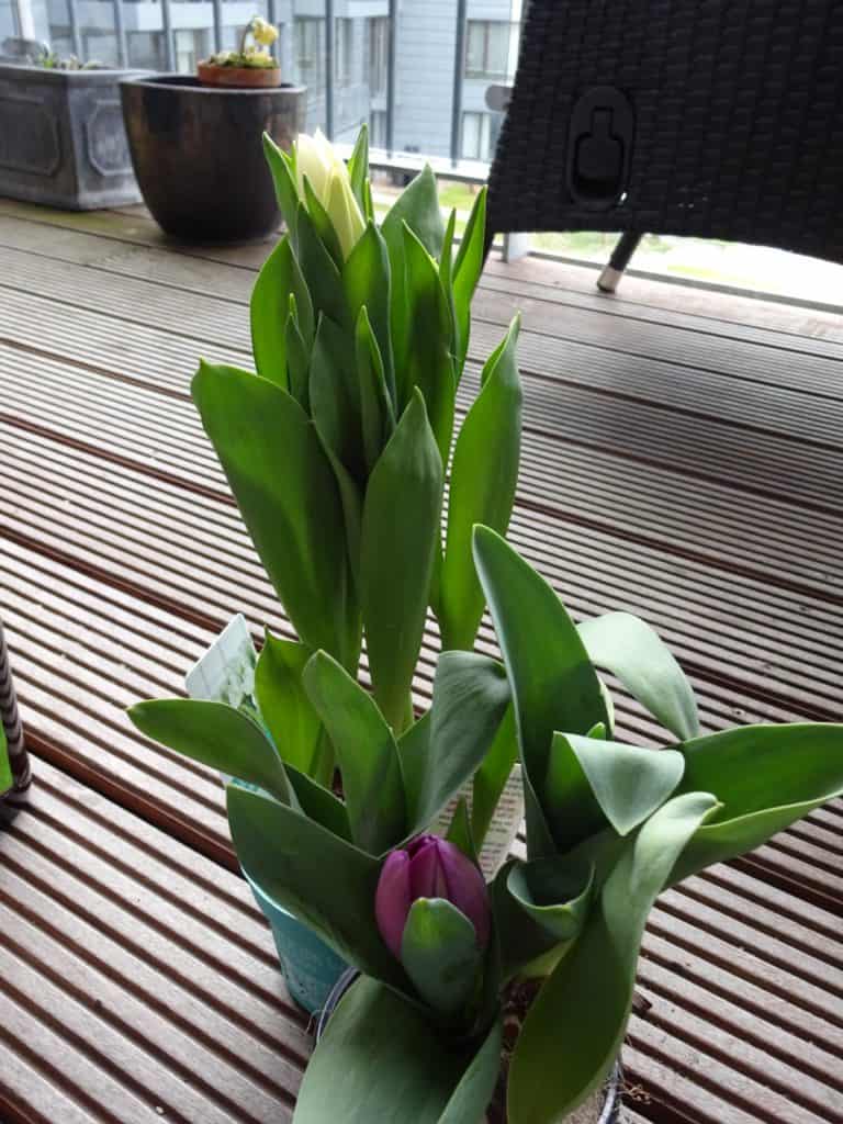 Søndag forbi bød på en tur til Plantorama og et par tulipaner til terrassen, inden sofaen blev indtaget. Go' søndag!