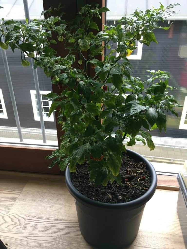 Vores nye chili plante