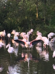 Lyserøde flamingoer