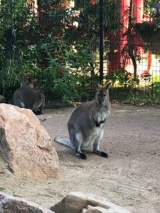 Sød kænguru