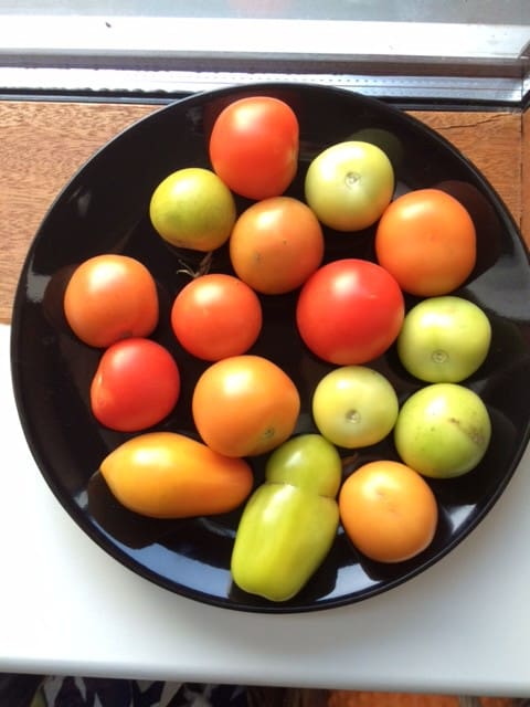 Tomatdyrkning på terrassen